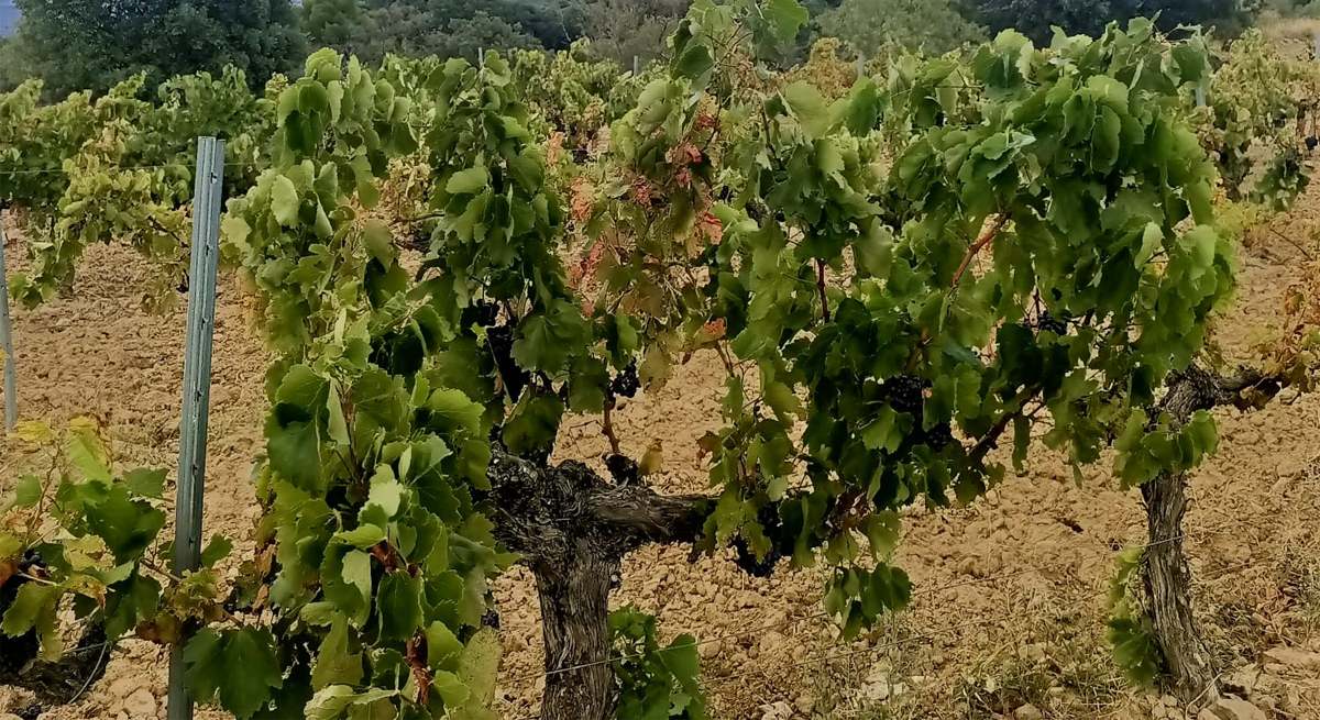 Las bodegas españolas defienden en Bruselas el papel del vino en el futuro de la UE